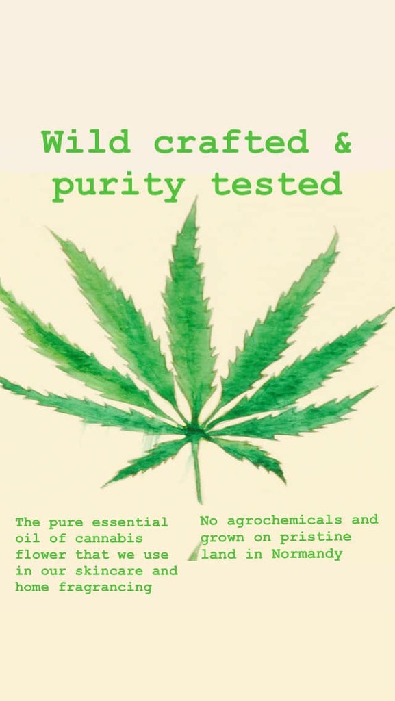 Cannabis Flower Extracts - Purity and Efficacy