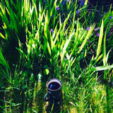 Heilan Coo Mug Candles in Traditional Scottish Aroma Blends